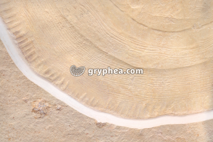 Méduse fossile (détail de l'ombrelle) - gryphea.com